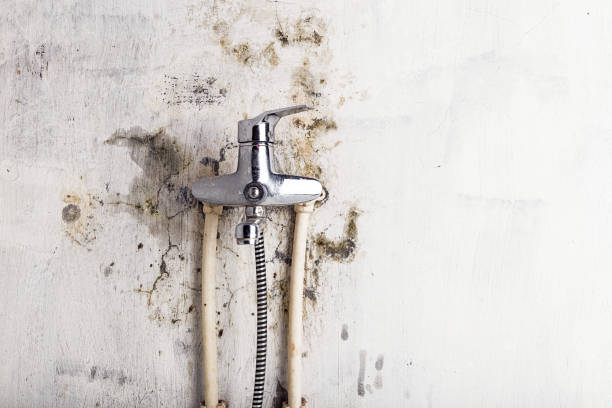 Best Health and Safety Mold Remediation in Lebanon, TN