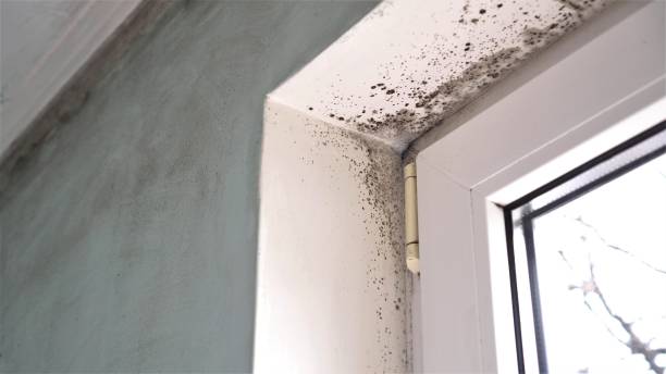 Best Insurance-Related Mold Remediation in Lebanon, TN