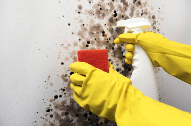 Best White Mold Remediation in Lebanon, TN